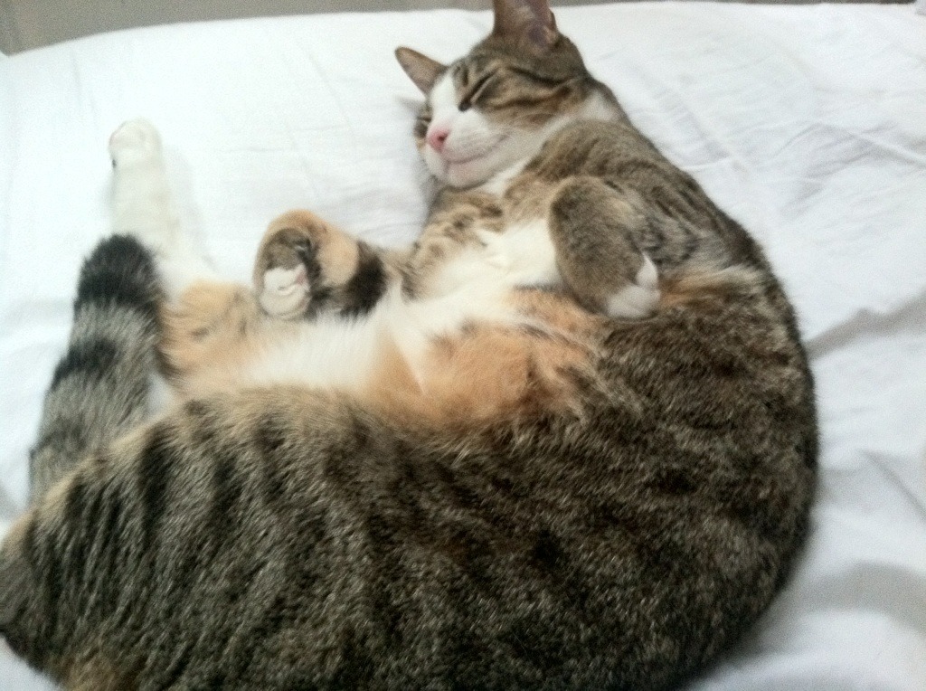 意甲联赛保持高度竞争，精彩不断，意甲赛制介绍