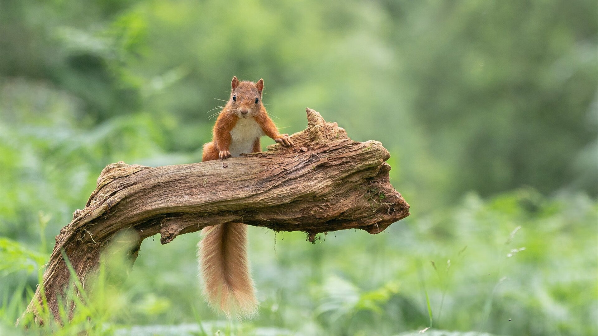 开云网页版登录入口-【比赛公平性】新技术保障竞技纯粹