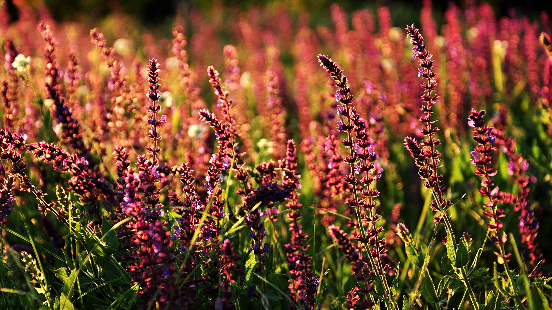 墨西哥男足在巴黎奥运会上展现出强大的团队协作能力，奥运会男足墨西哥vs巴西