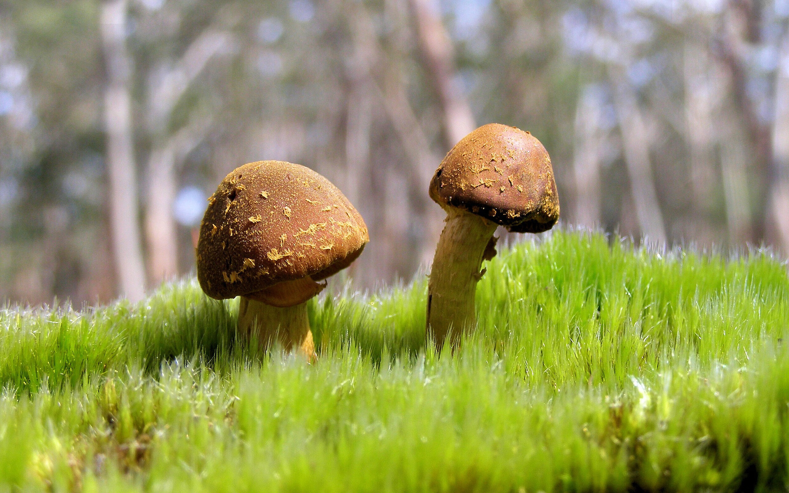 开云电竞服务-意甲联赛保持高度竞争，精彩不断，意甲赛制介绍